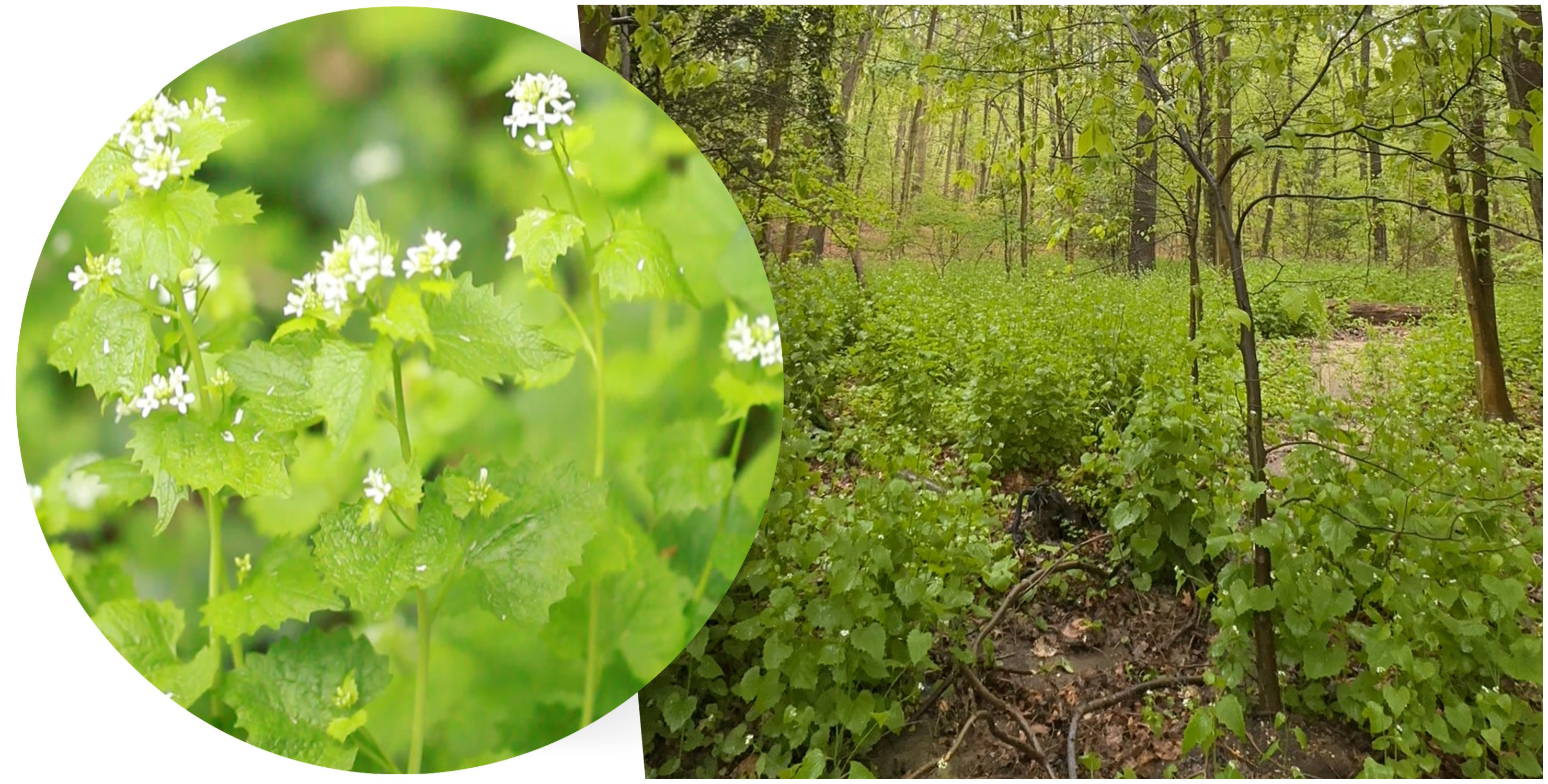 garlic mustard in spring