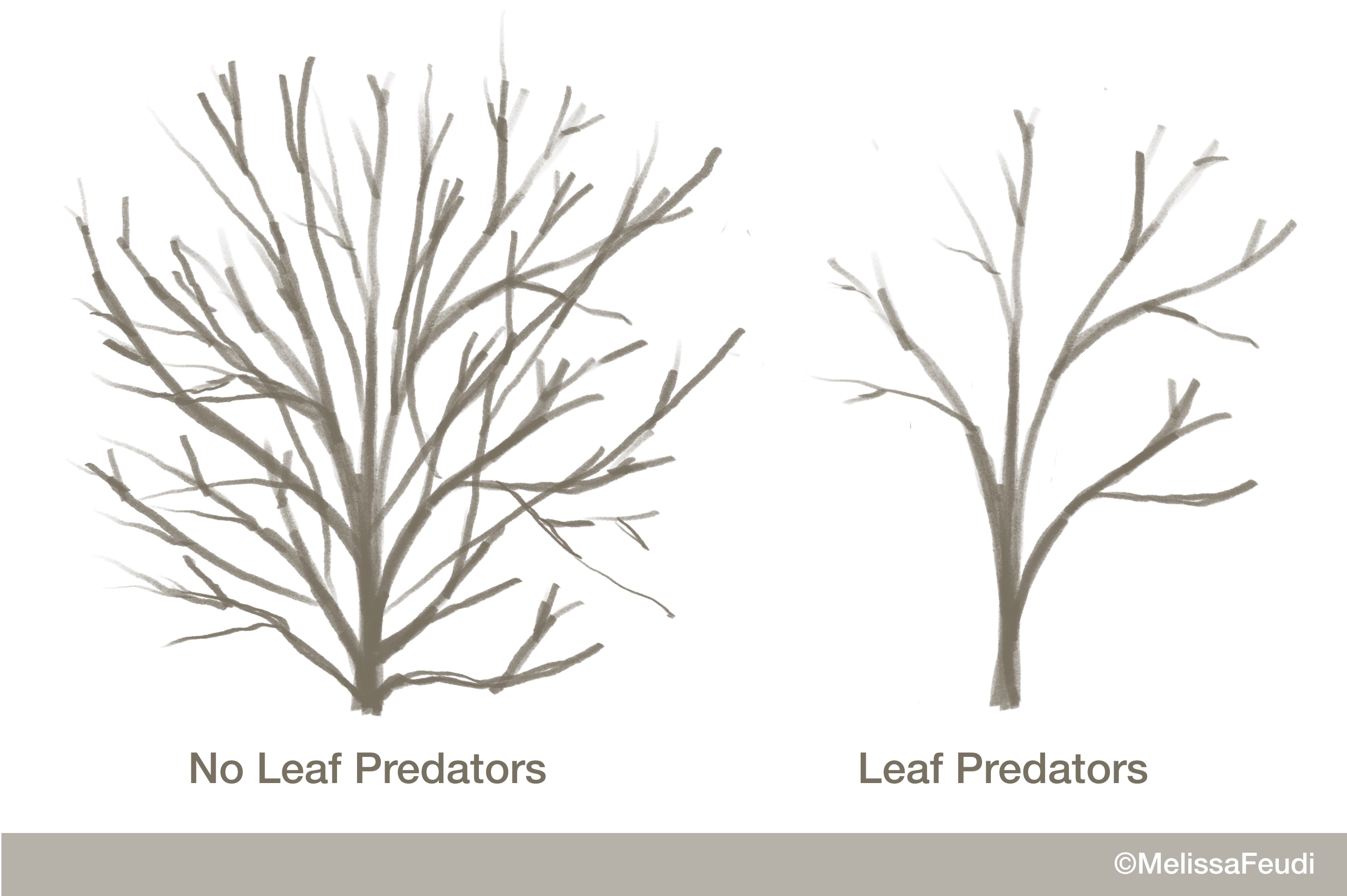 Leaf Predator Effect on Shrub Density shows that leaf predators make a more open plant