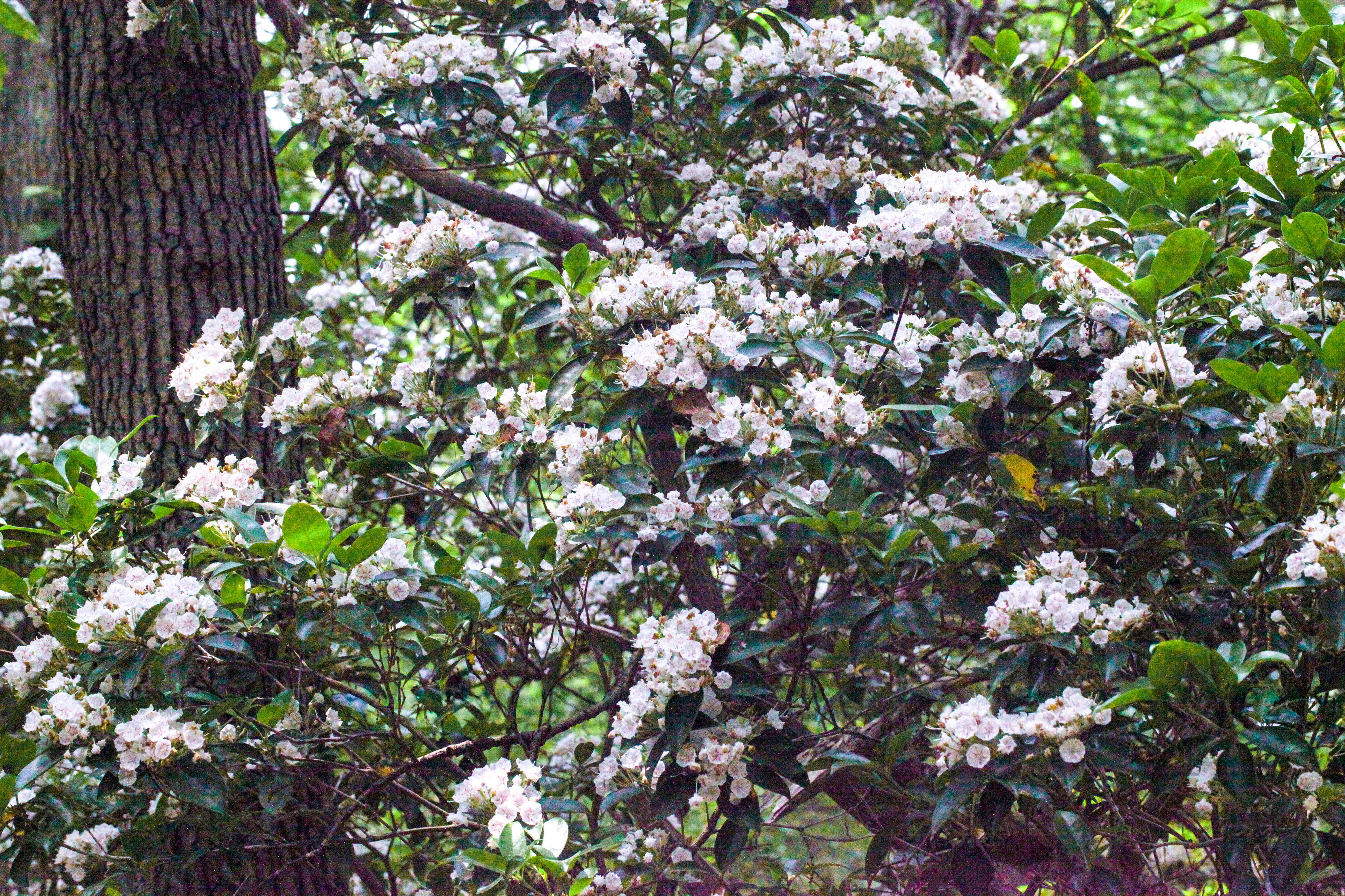 Mountain Laurel