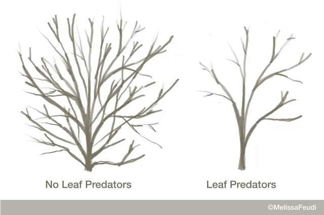 Leaf Predator Effect on Shrub Density shows that leaf predators make a more open plant