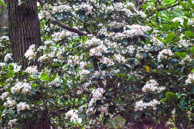 Mountain Laurel
