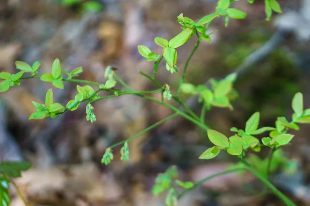 Hillside Blueberry