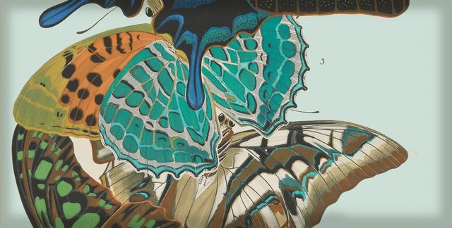 Butterfly caterpillars on native host plants