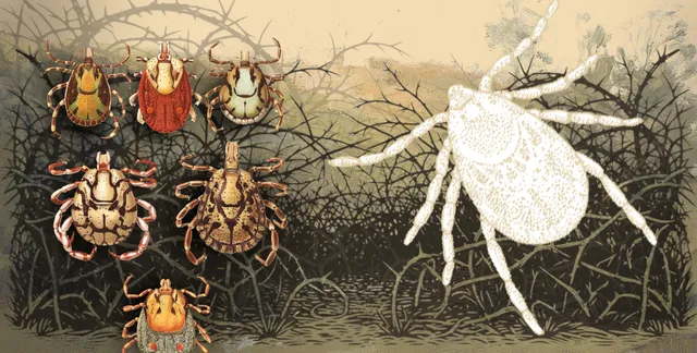 Scientific illustration of ticks in Ticket