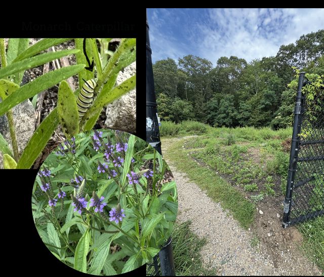 Butterfly caterpillars on native host plants