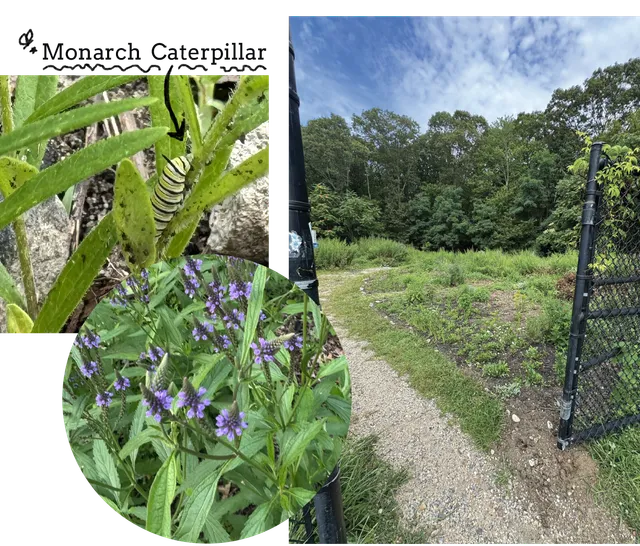 Butterfly caterpillars on native host plants